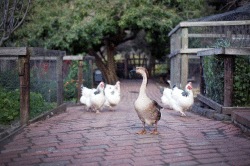 Activities with the kids - Family Days at Collingwood Childrens' Farm